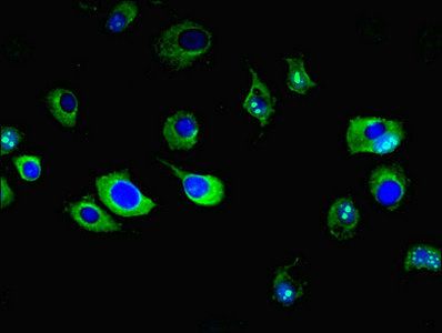 ENPP6 antibody