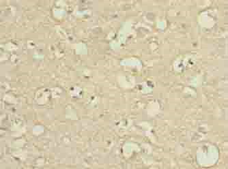 ENPP6 Antibody