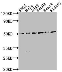 ENPP7 antibody