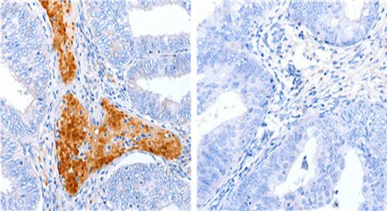 ENPP7 Antibody