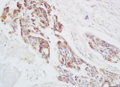 Ensconsin Rabbit Polyclonal Antibody