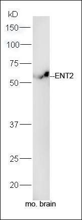 ENT2 antibody