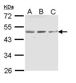 ENTPD5 antibody