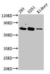 EOMES Antibody