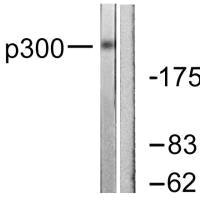EP300 antibody