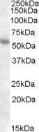 Goat anti-PTGER3 / EP3 Antibody