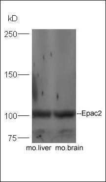 Epac2 antibody
