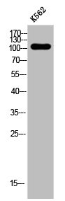 EPB41L2 Antibody