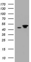 EPCAM Antibody