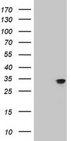 EPCAM Antibody