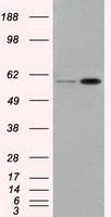 EPCAM Antibody