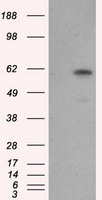 EPCAM Antibody