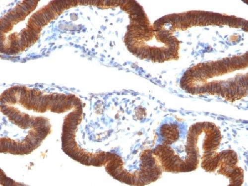 EPCAM Antibody
