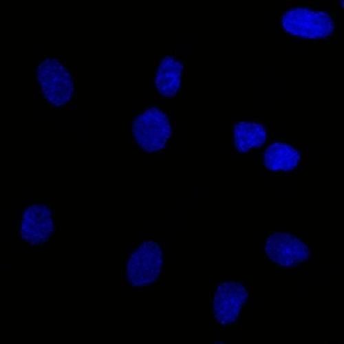 EpCAM antibody