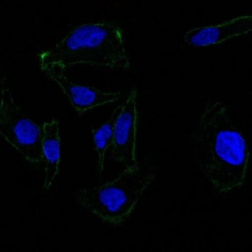 EpCAM antibody