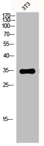 EPCAM Antibody