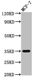 EpCAM antibody