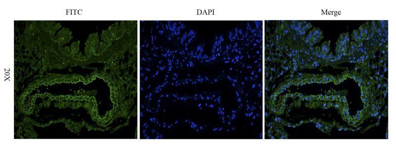 EpCAM antibody (FITC)