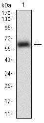 EPCAM Antibody