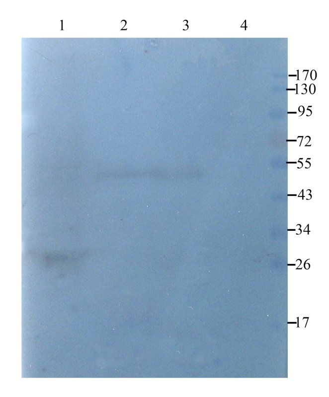 EpCAM antibody