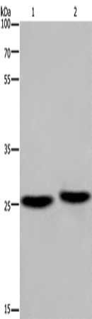 EPDR1 antibody