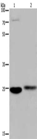 EPDR1 antibody