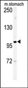 Eph receptor A6 antibody