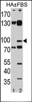 EphA2 (phospho-Ser897) antibody