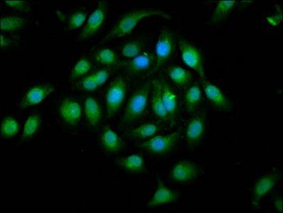 EPHA2 Antibody