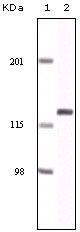 EphA2 Antibody