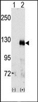 EphA3 antibody