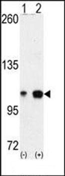 EphA4 antibody