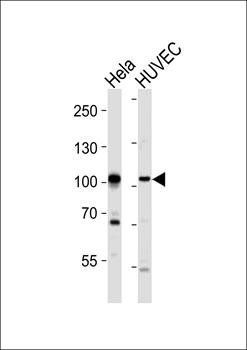 EphA4 antibody