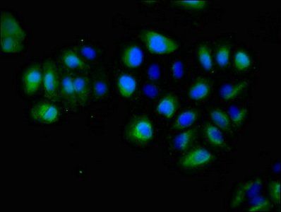 EPHA5 antibody