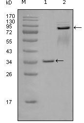 EphA7 Antibody