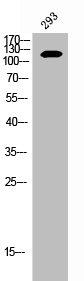 EPHB2 Antibody