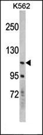 EphB2 antibody