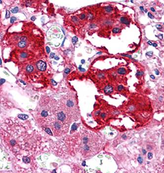 EphB3 Antibody