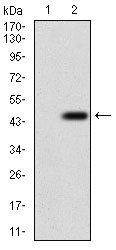 EPN1 Antibody