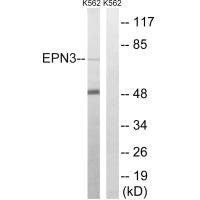 EPN3 antibody