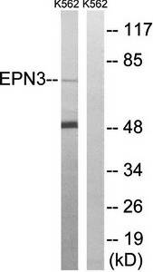 EPN3 Antibody