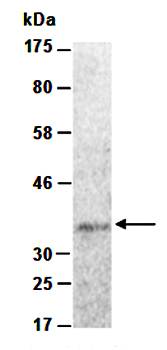 EPO (N) Antibody, Rabbit Polyclonal