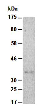 EPO (C) Antibody, Rabbit Polyclonal
