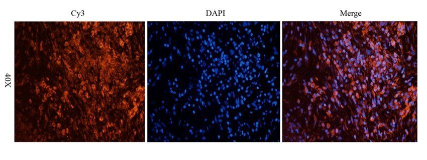 EPOR antibody