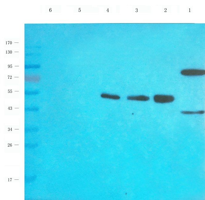 EPOR antibody