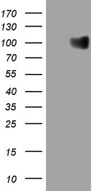 EPOR Antibody