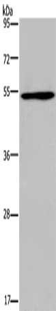 EPOR Antibody
