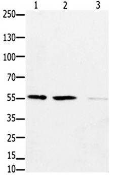 EPOR Antibody