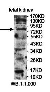 EPS15L1 antibody