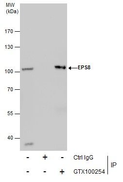 EPS8 antibody